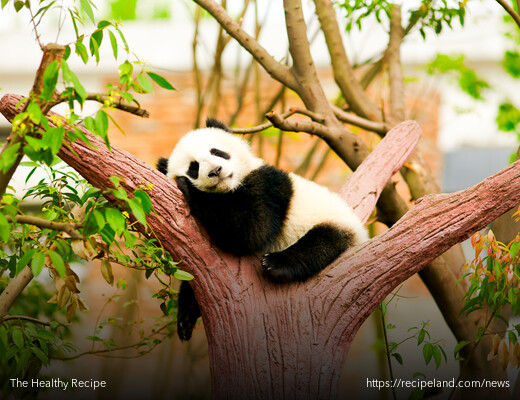 Google Panda loves shallow and misleading content