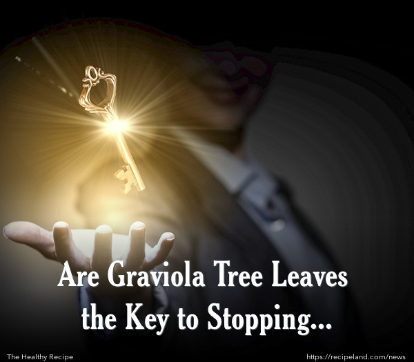  Are Graviola Tree Leaves the Key to Stopping Cancer?
