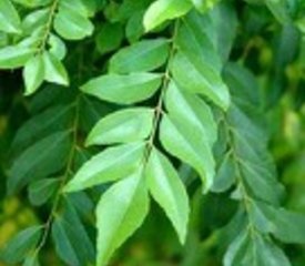 Curry Leaves Powder