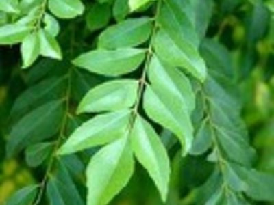 Curry Leaves Powder