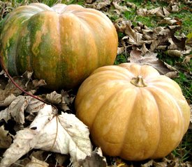 Homemade Pumpkin Puree