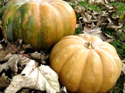 Homemade Pumpkin Puree