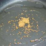 heat the oil over a medium heat and fry the mustard seeds...