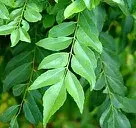 Curry Leaves Powder