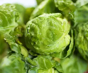 Brussels Sprouts Almondine