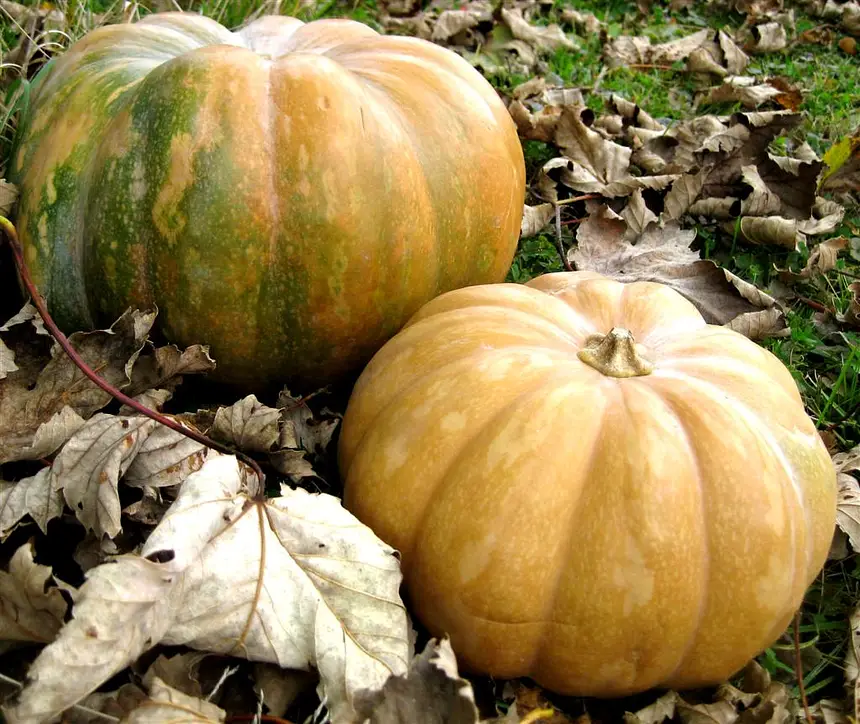 Homemade Pumpkin Puree