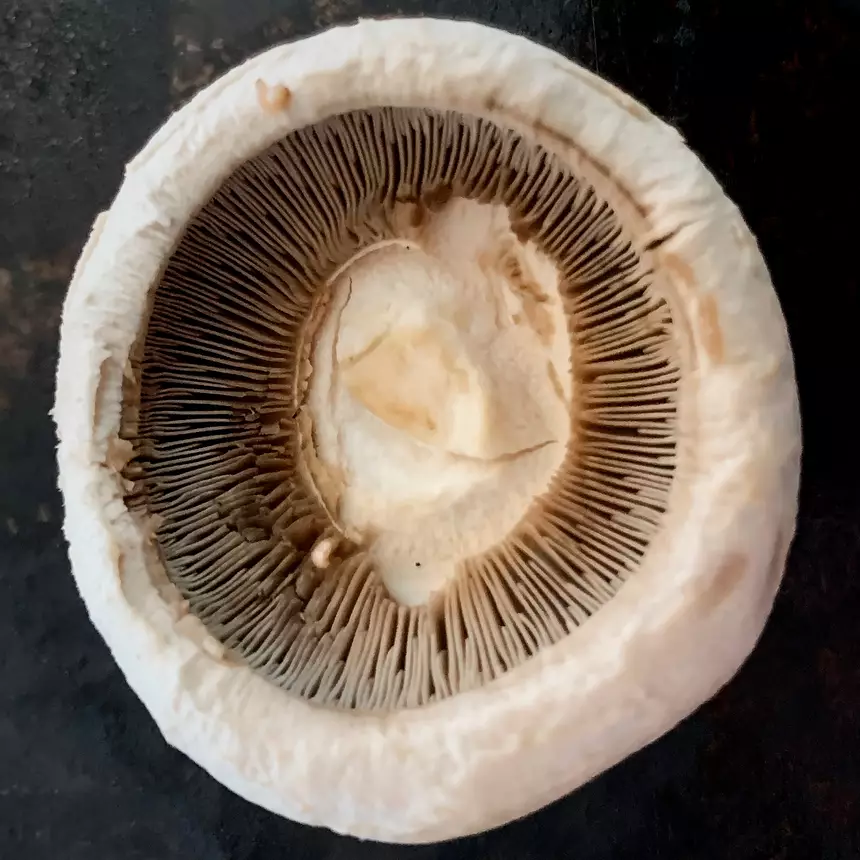 Close-up of a mushroom cap with stem removed