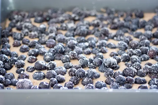 Spread the blueberries over the batter evenly.