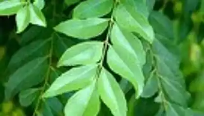 Curry Leaves Powder