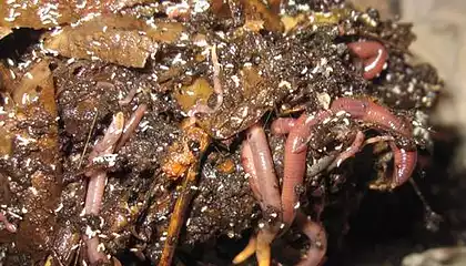 Ice Worms