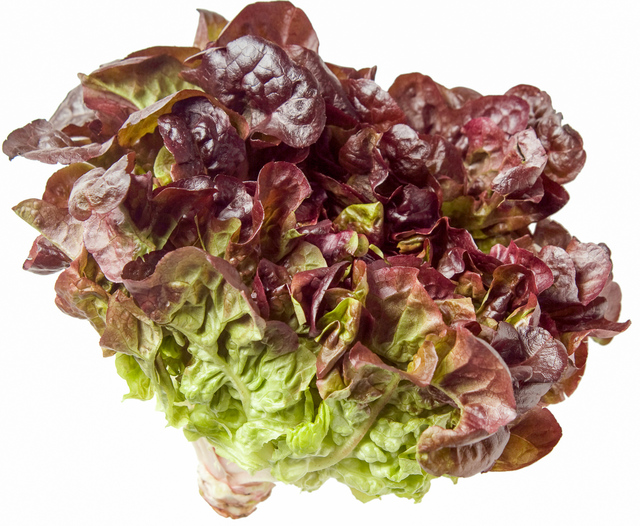 red oak lettuce head