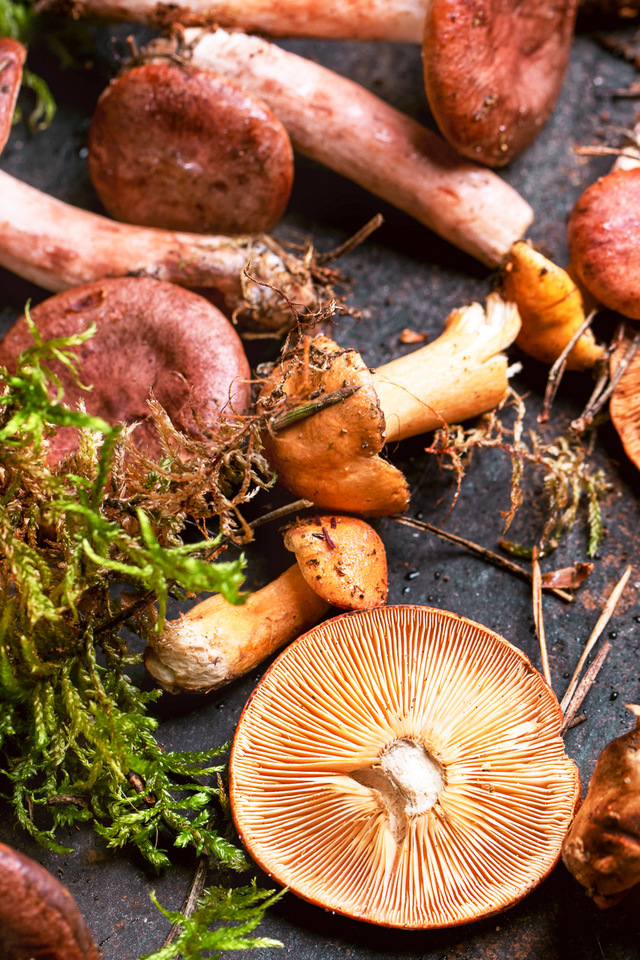 wild forest mushrooms