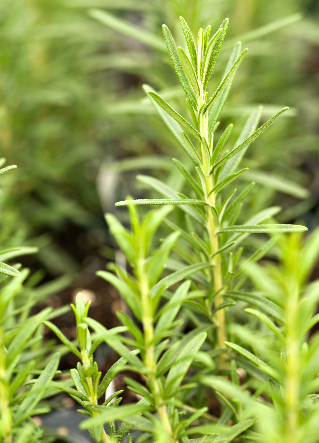 organic-rosemary.jpg