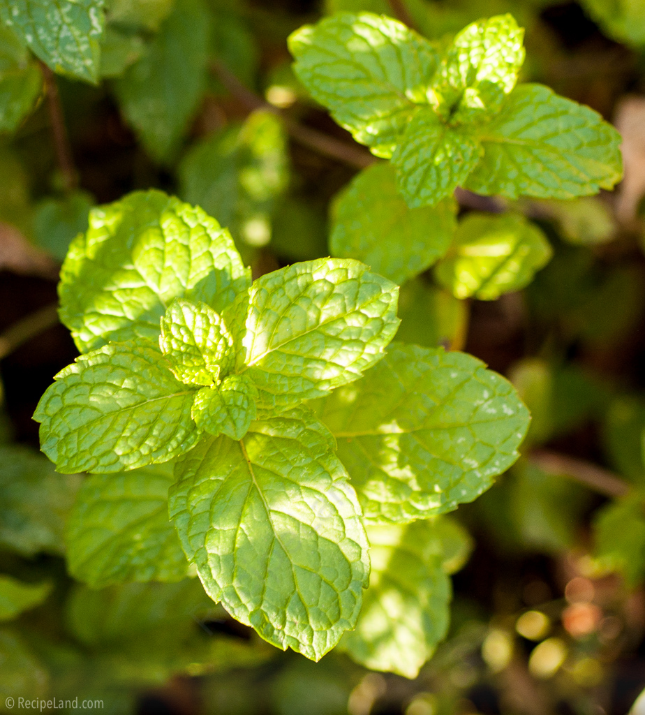 Fresh mint close-up