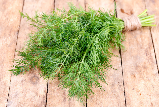 Bunch of fresh dill weed