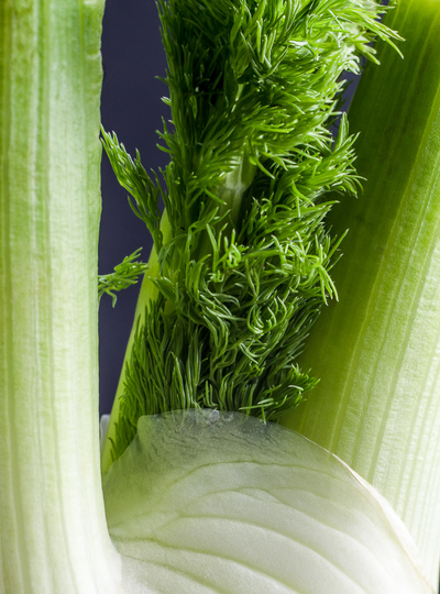 Fennel fronds, fennel leaves