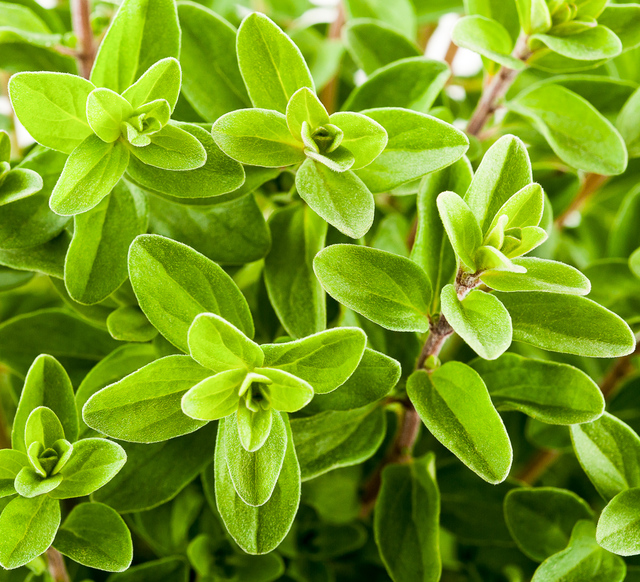 Garden fresh marjoram