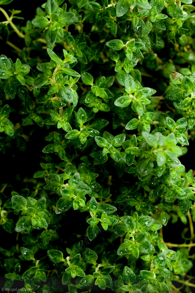 Fresh garden thyme
