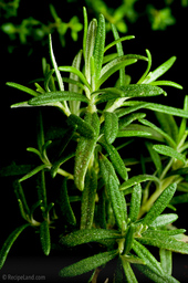 Fresh baby rosemary plant