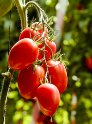Italian plum roma tomatoes
