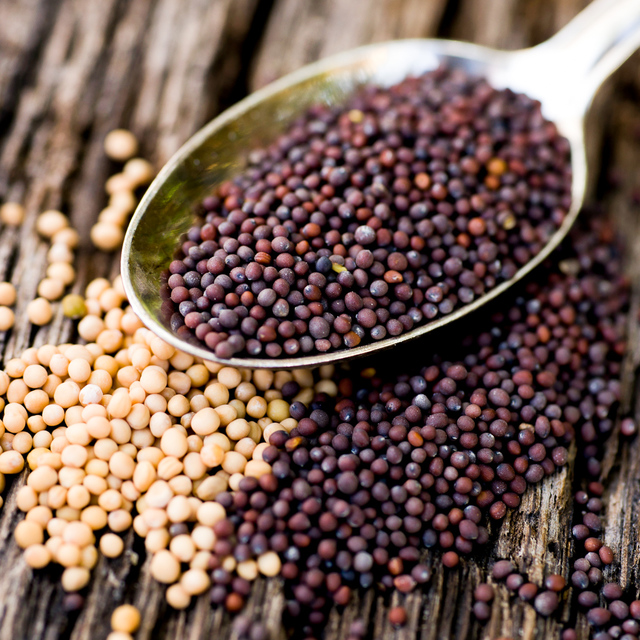 ingredient-mustard-seeds-black-recipeland