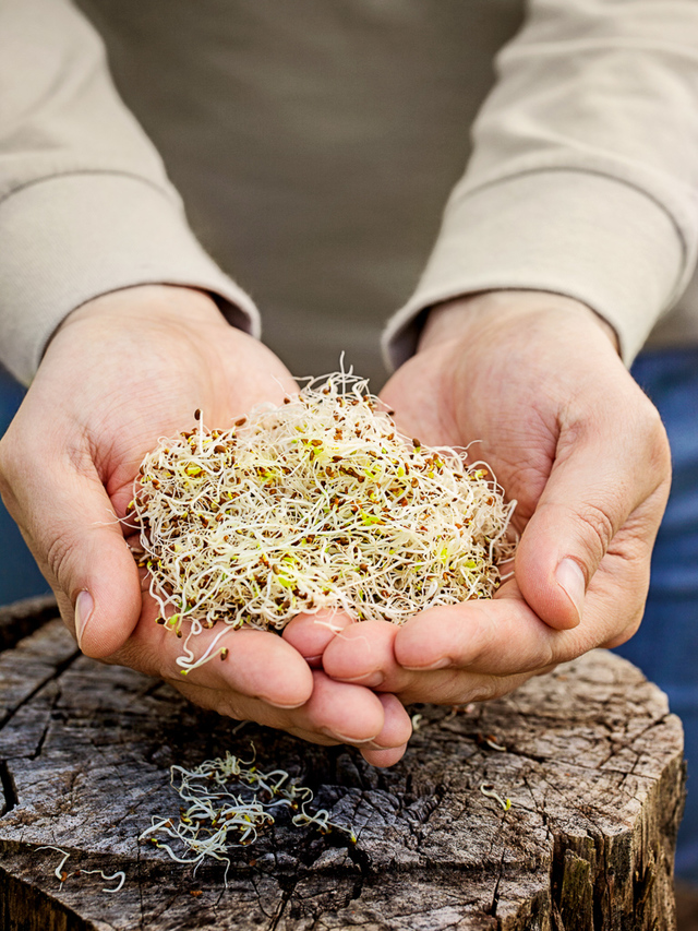 Alfalfa sprouts in hands